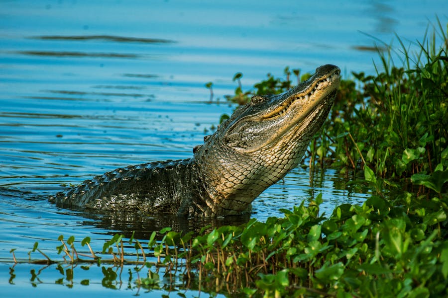 Alligator in the Everglades