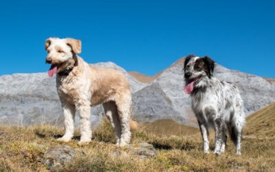Are Dogs Allowed in Acadia National Park? A Comprehensive Guide for Pet Lovers