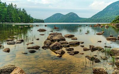 Are There Bears in Acadia National Park? A Comprehensive Guide