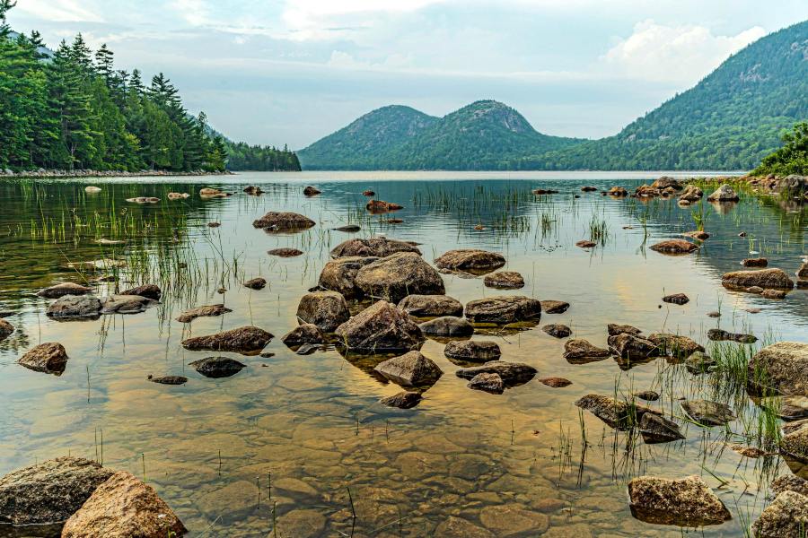 Are There Bears in Acadia National Park