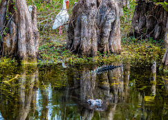 Big Cypress National Preserve