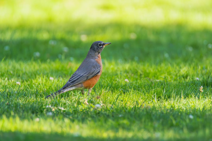 Birdwatching Tours