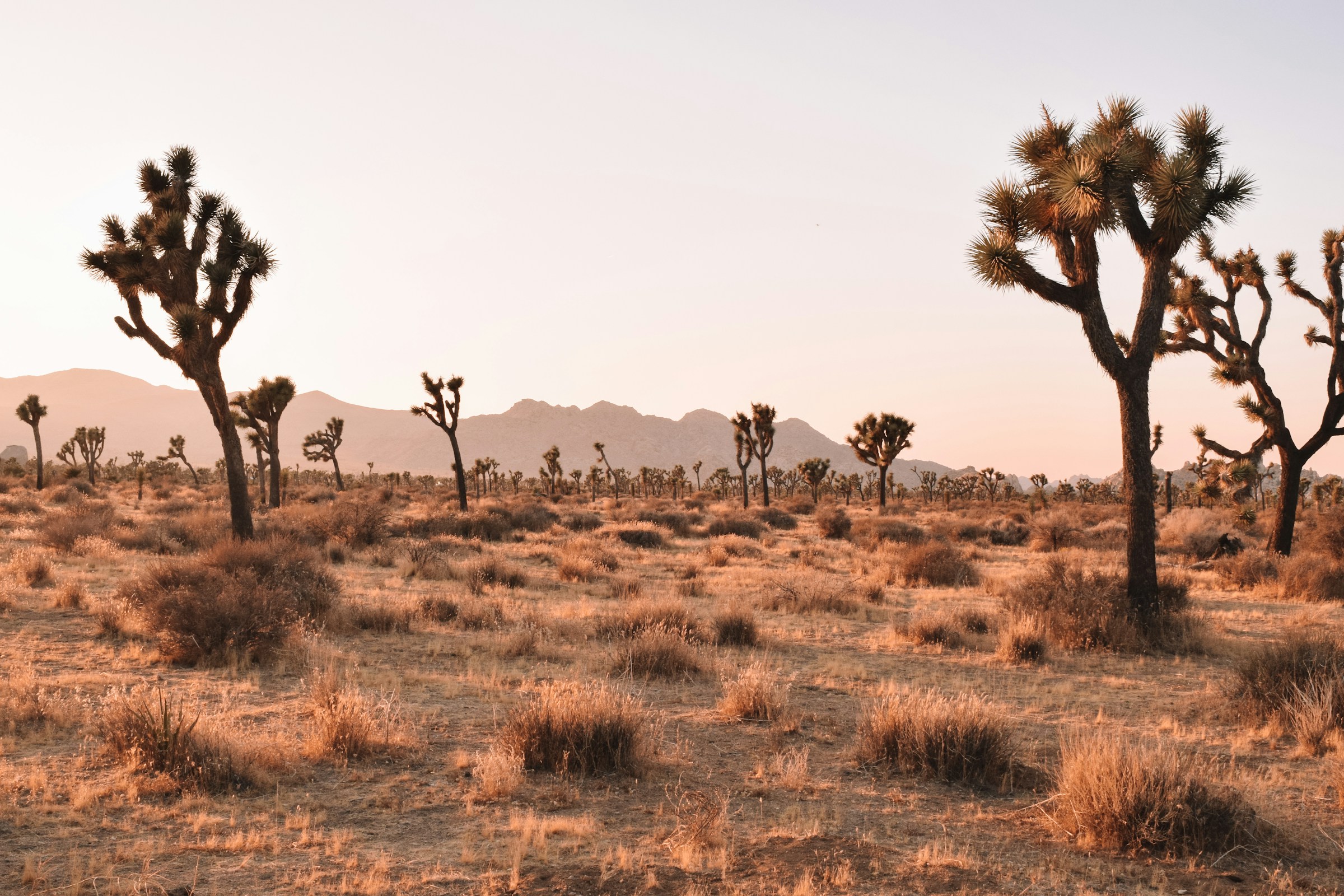 Desert Landscape