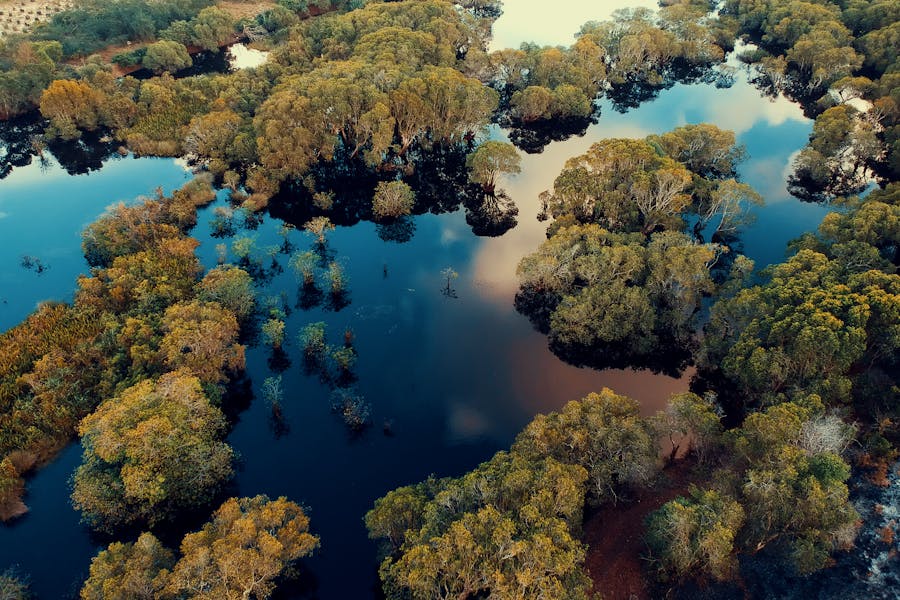Mangroves