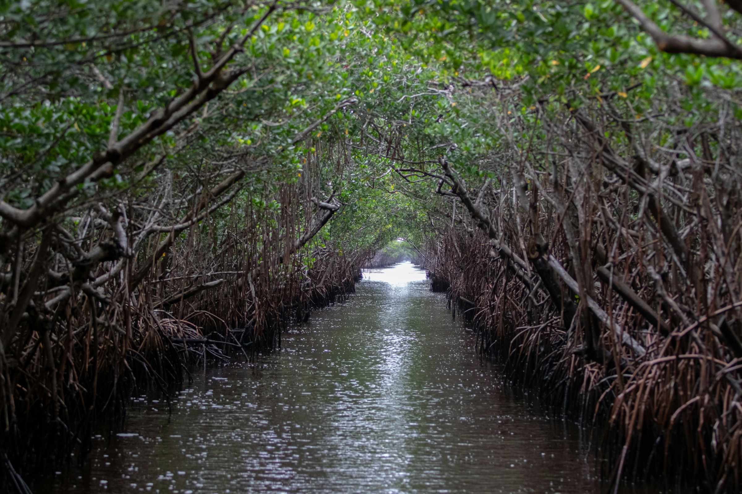 Everglades Landscape