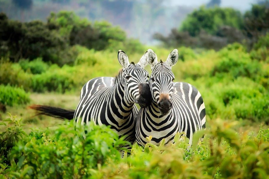 Wildlife