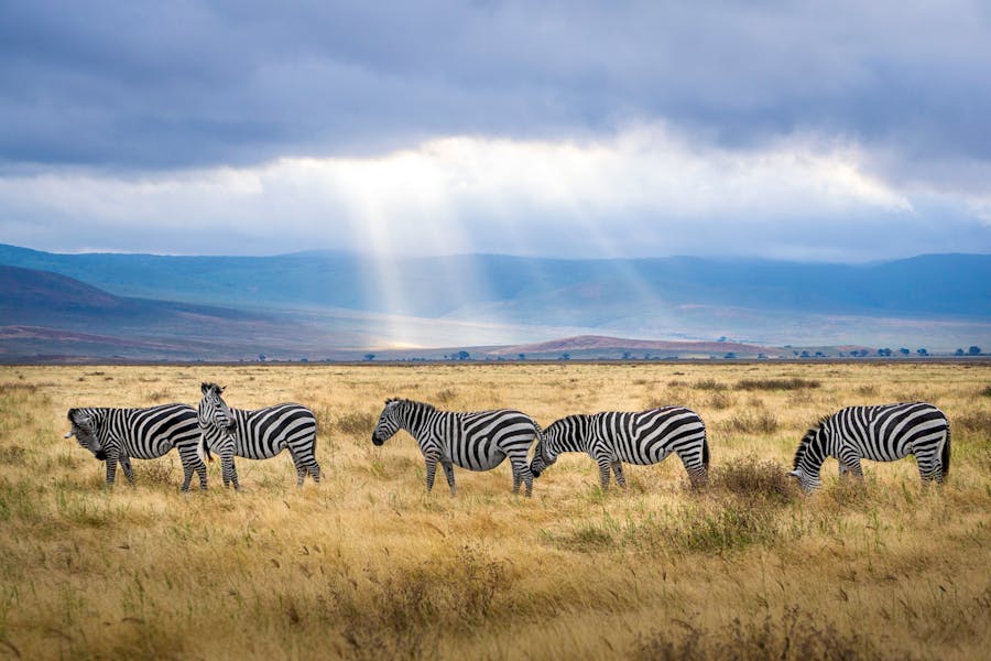 Wildlife Photography
