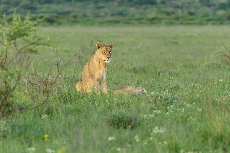 Wildlife Watching