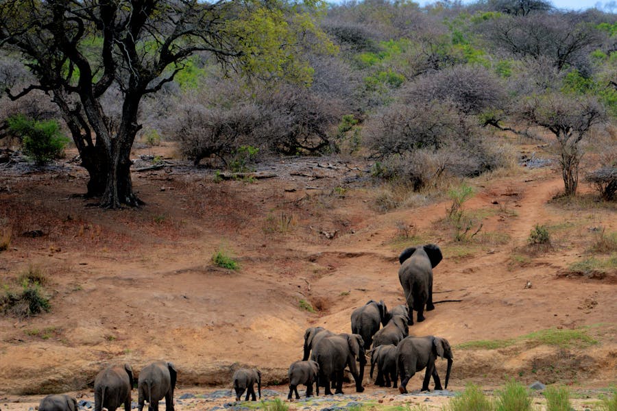 Wildlife